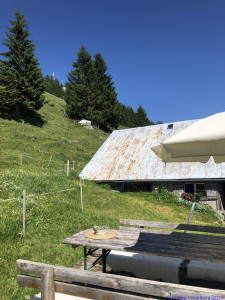 KAC Gaissau Kräuterwanderung 2019 06 29 15 57 24  4760